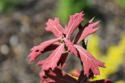 Quercus marilandica - dub marylandský - jarní listy